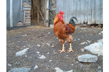 Семейный пансионат Jiřín 15